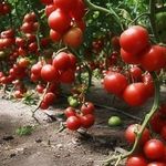 Схема посадки высокорослых помидор в открытый грунт
