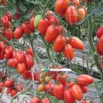 Сливовидные томаты: сорта, описание с фото