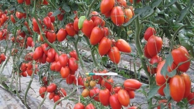 Сливовидные томаты: сорта, описание с фото