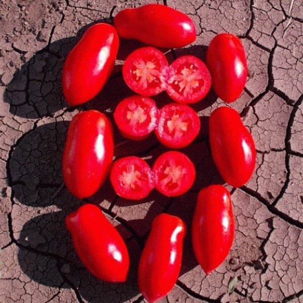 Семагро томат дочет