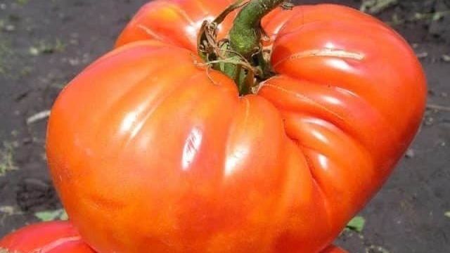 Собираем 5–6 кг помидоров с куста, выращивая томат «Сахарный гигант»