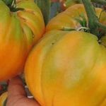 Сорт «Гигант лимонный» — томат с необычайным вкусом, ярким окрасом и невероятно крупными сочными плодами
