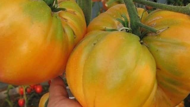 Сорт «Гигант лимонный» — томат с необычайным вкусом, ярким окрасом и невероятно крупными сочными плодами