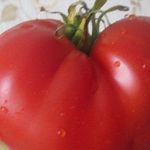 Сорт помидор «Алтайский шедевр»