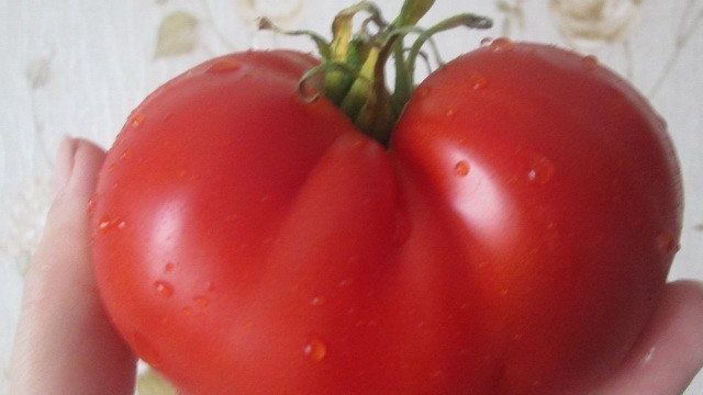 Сорт помидор «Алтайский шедевр»