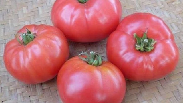 Томат "Медовый": описание сорта, высота куста, характеристика вкуса помидор, и фото Русский фермер