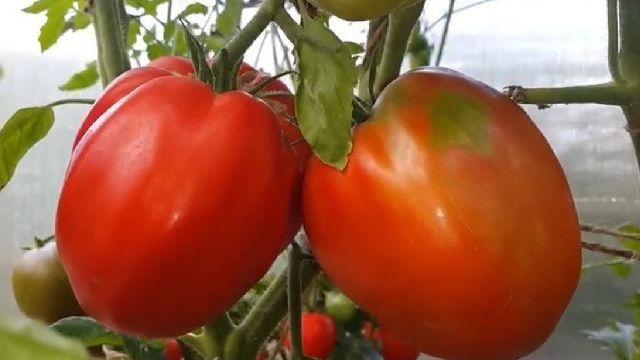 Сорт томата Большая девочка: описание и фото, выращивание и уход