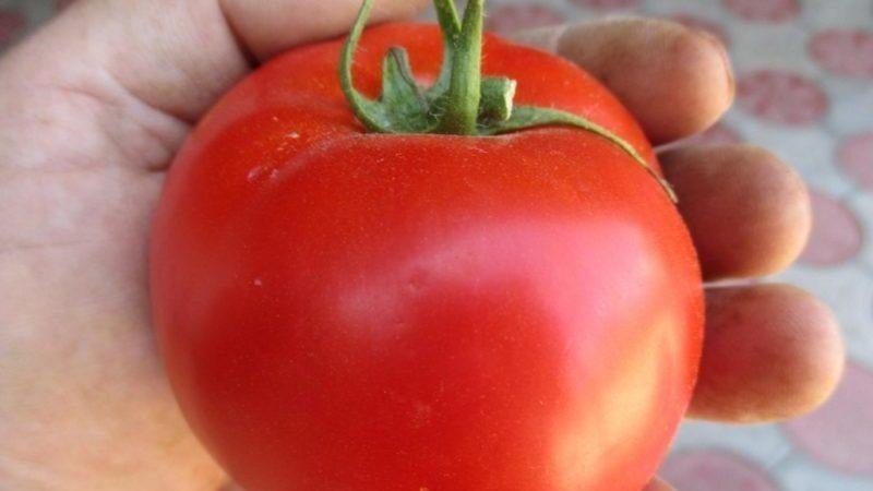 Сорт томатов