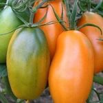 Сорт томата «Локомотив» — простой в уходе и вкусный томат, его описание и характеристики