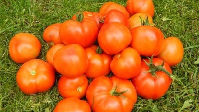 Сорт томата «Ураган F1»: описание, характеристика, посев на рассаду, подкормка, урожайность, фото, видео и самые распространенные болезни томатов