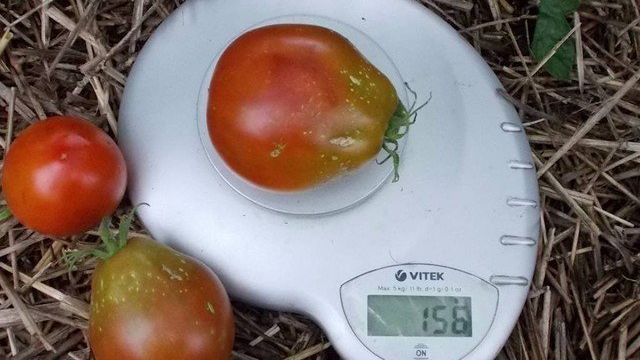 Сорт томата Японский Трюфель Черный — помидор с хорошей репутацией для вашей теплицы