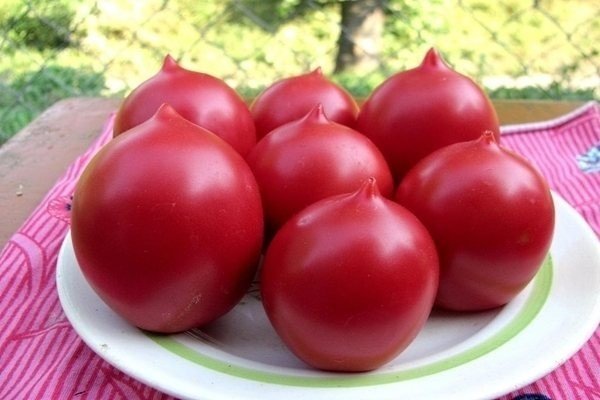 Мясистые помидоры