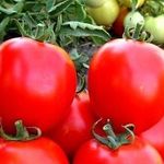 Сорта помидоров для Краснодарского края, открытый грунт