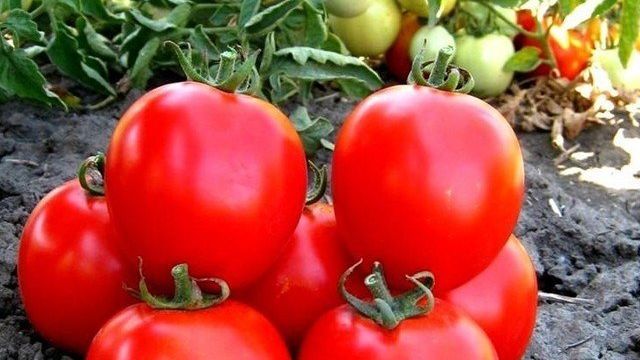 Сорта помидоров для Краснодарского края, открытый грунт