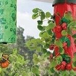 Соседство культур в теплице: что можно сажать вместе с помидорами?