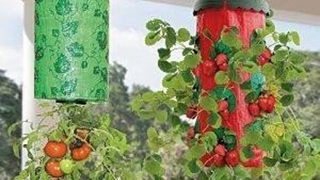 Что можно сажать и выращивать в теплице вместе с помидорами? Можно ли посадить рядом томат и землянику? Русский фермер