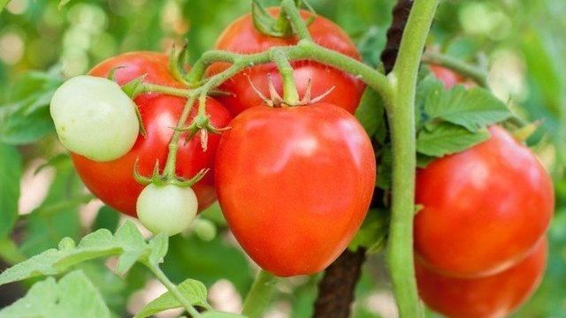 Томат «Комнатный сюрприз»: описание сорта и рекомендации по выращиванию помидоры Русский фермер
