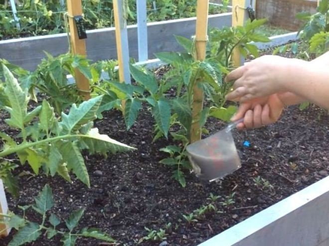 Супер подкормка помидор сад огород своими руками