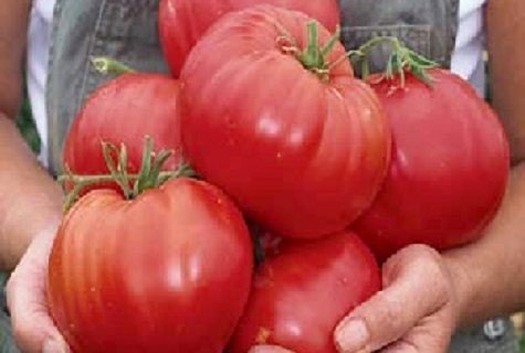 Пять самых популярных сортов томатов