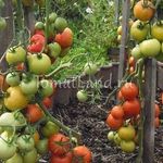 Томат Айвенго: характеристика и описание сорта, урожайность с фото