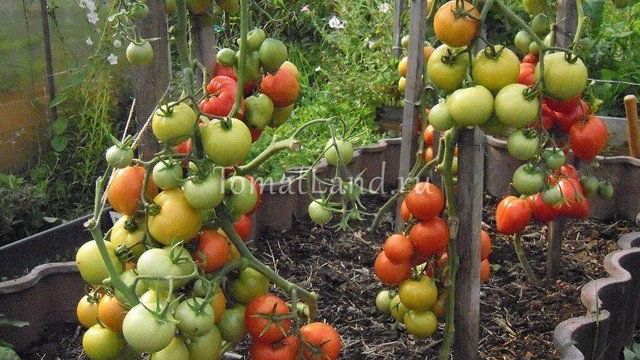 Томат Айвенго: характеристика и описание сорта, урожайность с фото