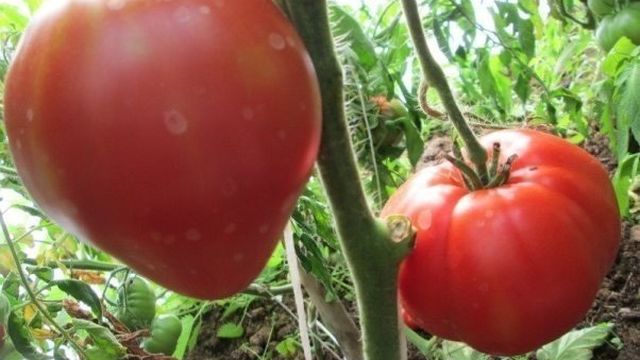 Томат Батяня — характеристики сорта, выращивание и уход, видео