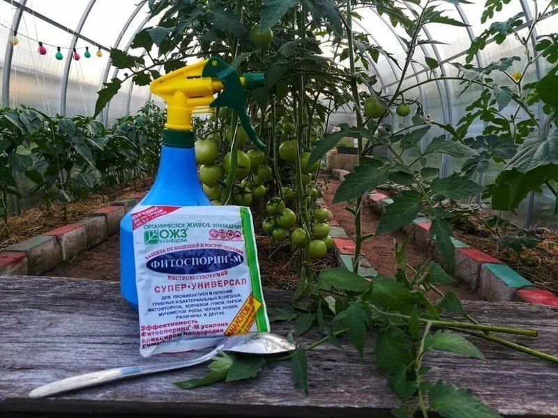 Опрыскивание томатов от фитофторы