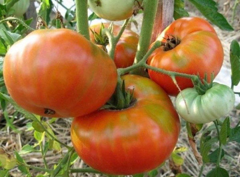 Сорт томата сибирский козырь