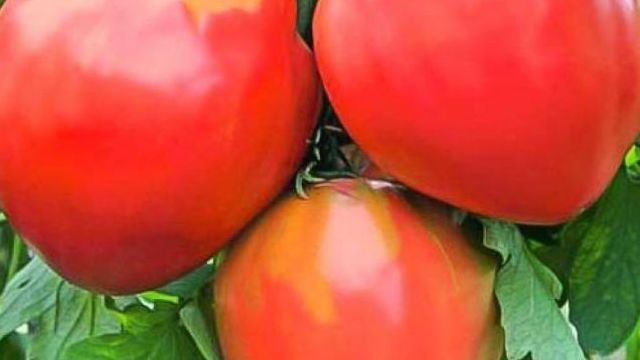 Томат Бычье Сердце: подробное описание популярного сорта и особенности выращивания