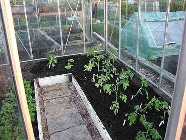 Рассада томатов в поликарбонатной теплице