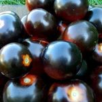 Томат Черная гроздь F1 — описание и характеристики раннеспелого сорта