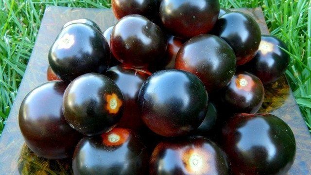 Томат Черная гроздь F1: отзывы, выращивание и уход, урожайность, фото
