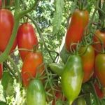Томат Чухлома — красивый, вкусный и урожайный сорт