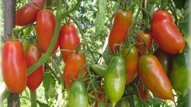 Сорт томатов Чухлома, описание, фото, характеристика и отзывы тех, кто сажал, а также особенности выращивания