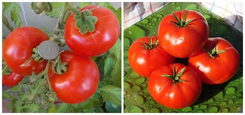Сорт помидор верочка