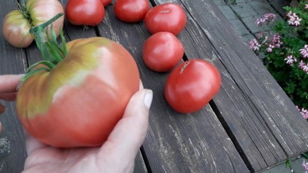 Ольга чернова томат батяня