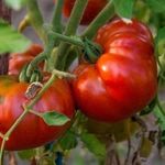 Томат Гордость Сибири: описание скороспелого сорта крупных помидоров