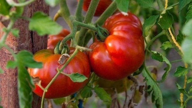 Томат Гордость Сибири: описание скороспелого сорта крупных помидоров