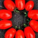Томат «Гроздевой» — отличная урожайность и запоминающийся вкус
