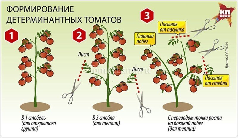 Детерминантный сорт томатов пасынкование