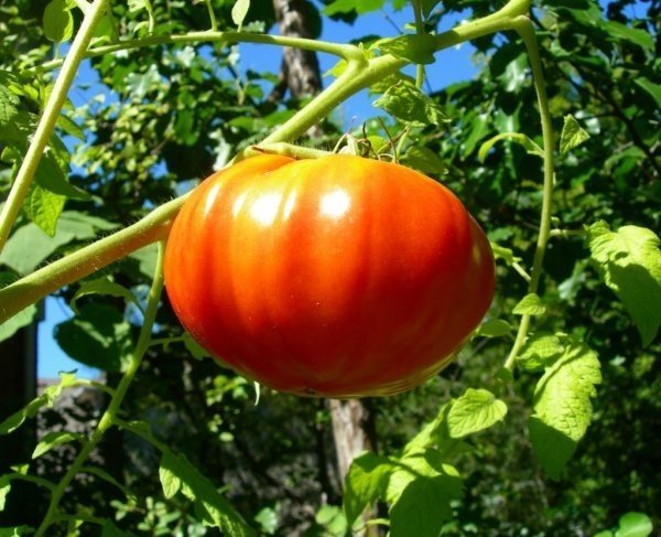 Сорт томата король гигантов