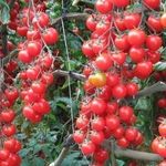 Томат Красная гроздь: характеристика и описание сорта