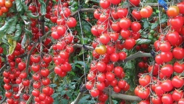Томат Красная гроздь: характеристика и описание сорта