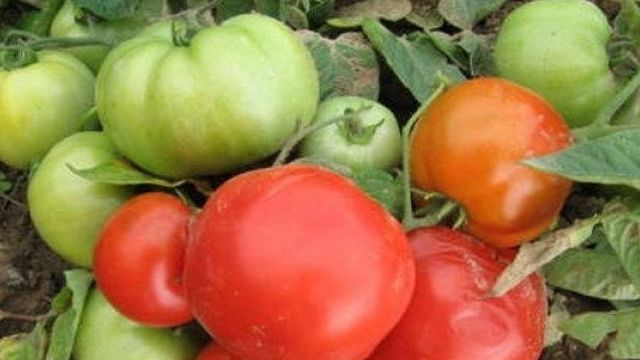 Крайний север: описание сорта томата, характеристики помидоров, посев