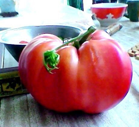 Сорт томата испанский гигант