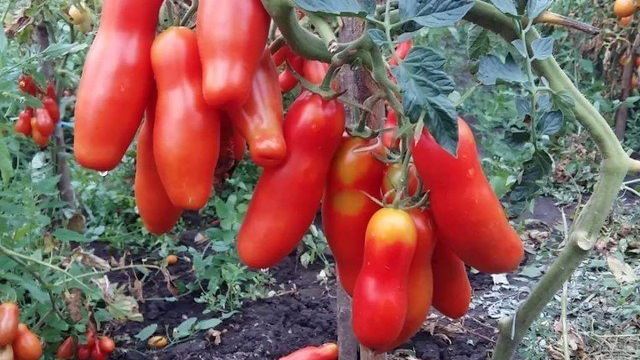 Томат мужское достоинство — описание сорта Аурия, техника посадки помидоров, правила выращивания