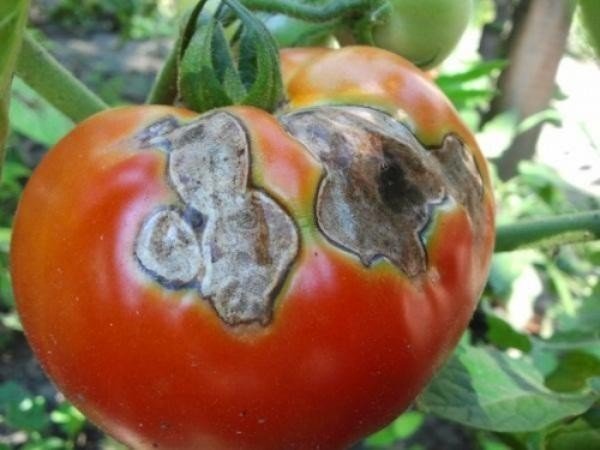 Вершинная гниль на томатах