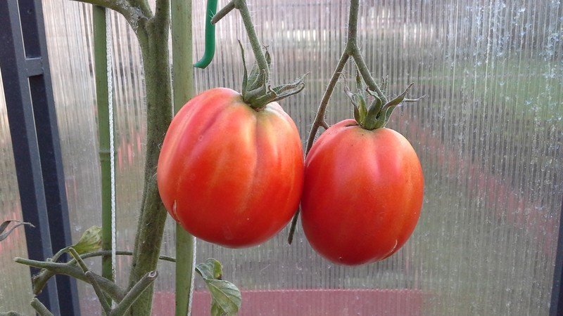 Семена томат пузата хата