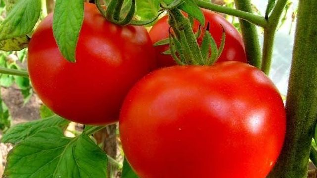 Ранний 83: описание сорта томата, характеристики помидоров, посев