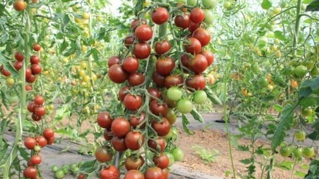 Томат Спасская башня F1: описание среднерослого сорта помидоров и его основные характеристики